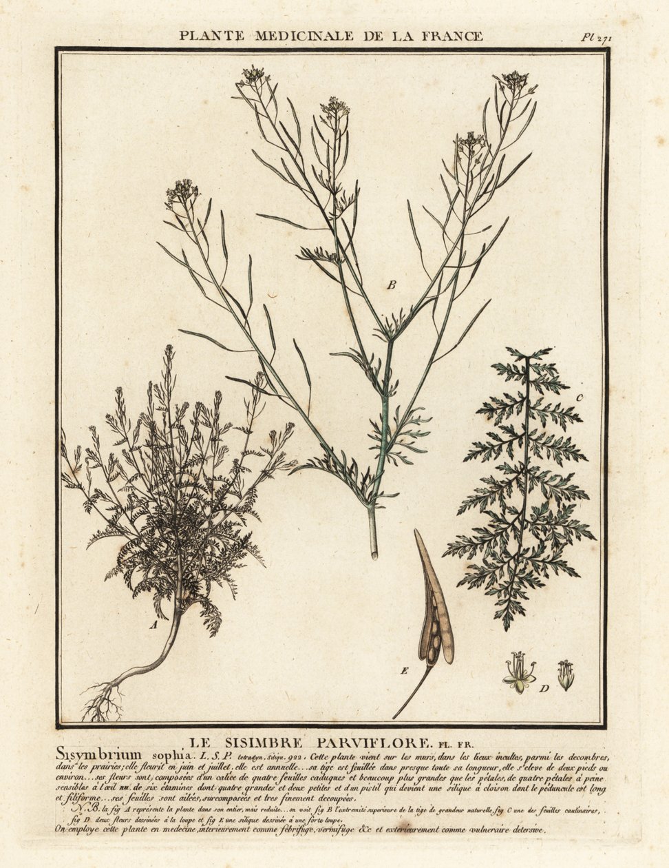 Flixweed, Descurainia sophia. autorstwa Unbekannter Künstler