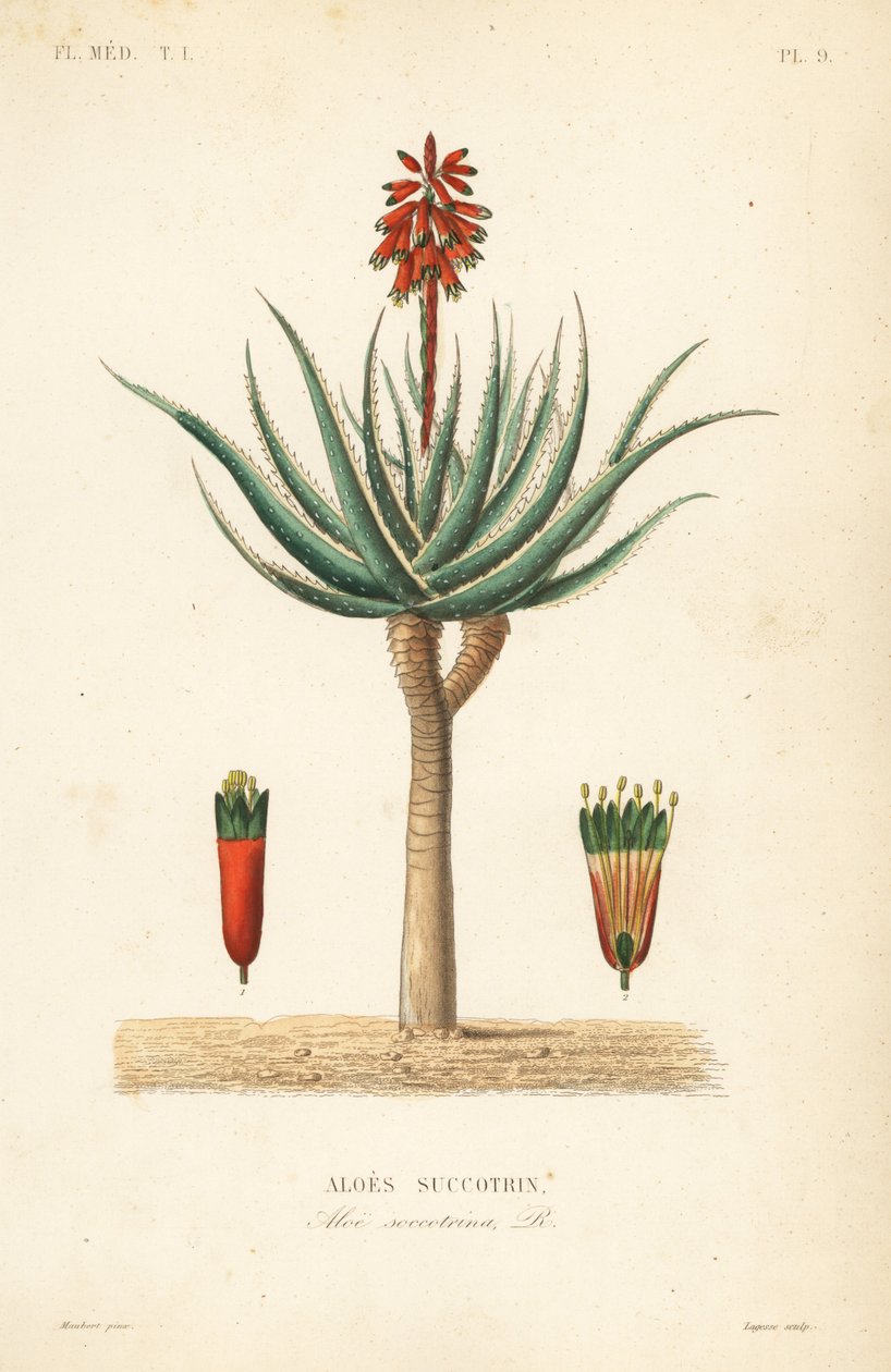 Fynbos aloes, Aloe succotrina, Aloe succotrina autorstwa Unbekannt