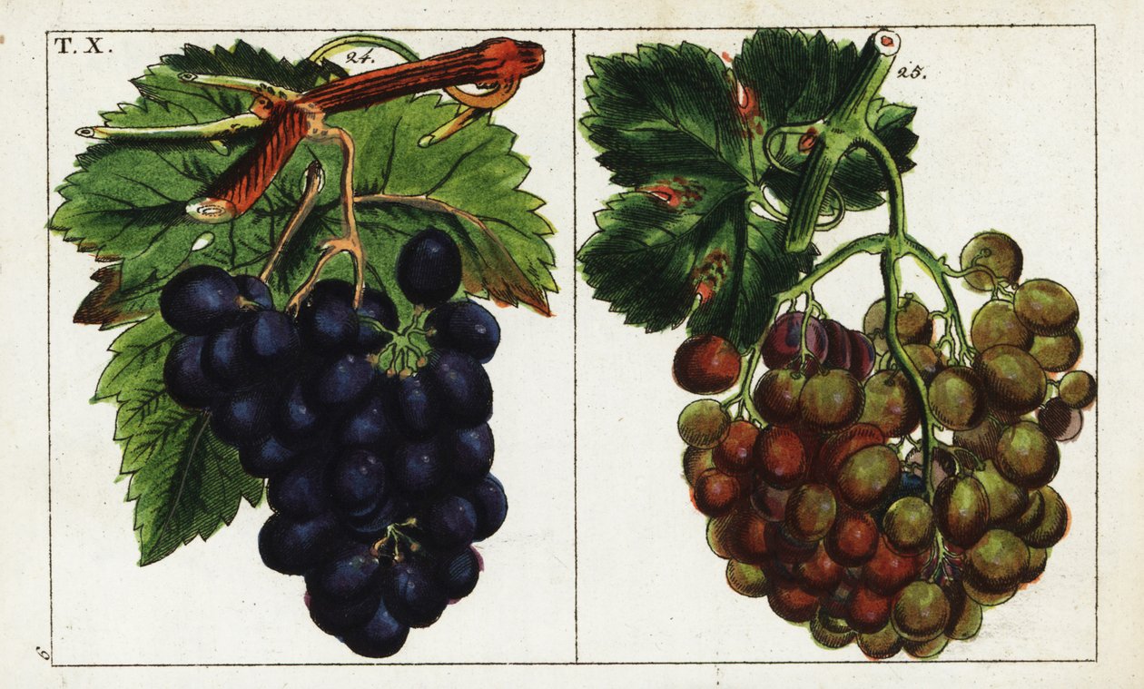 Odmiany winogron, Vitis vinifera. autorstwa Unbekannter Künstler