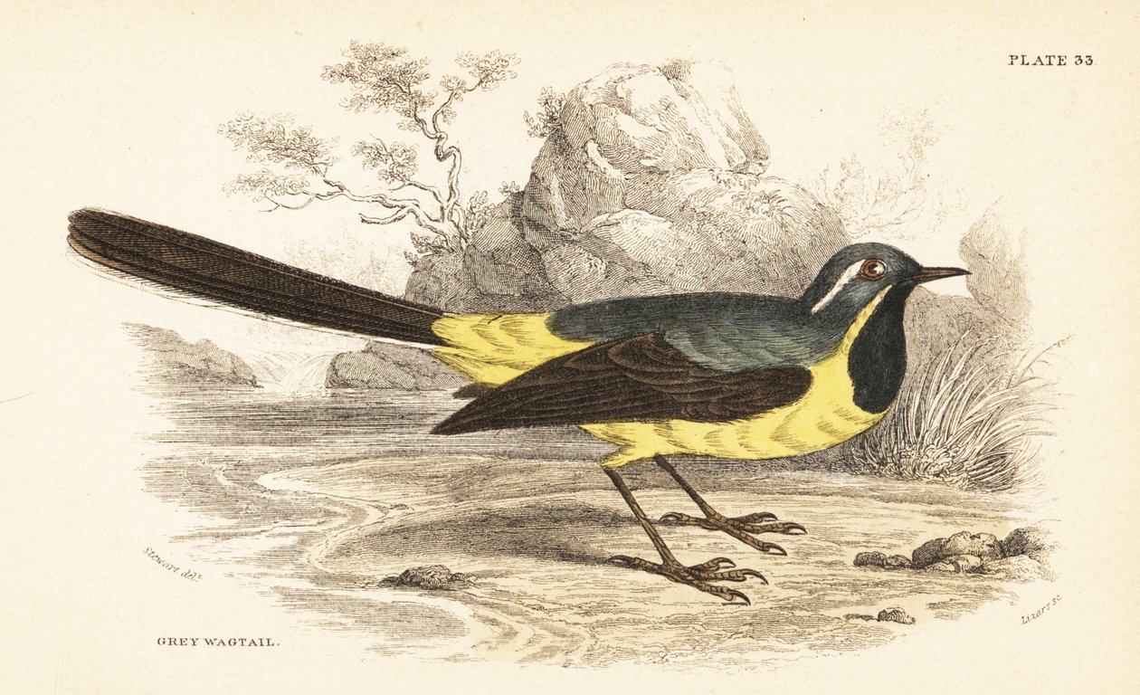 Pliszka siwa, Motacilla cinerea. 1889 (grawerowanie) autorstwa Unbekannter Künstler