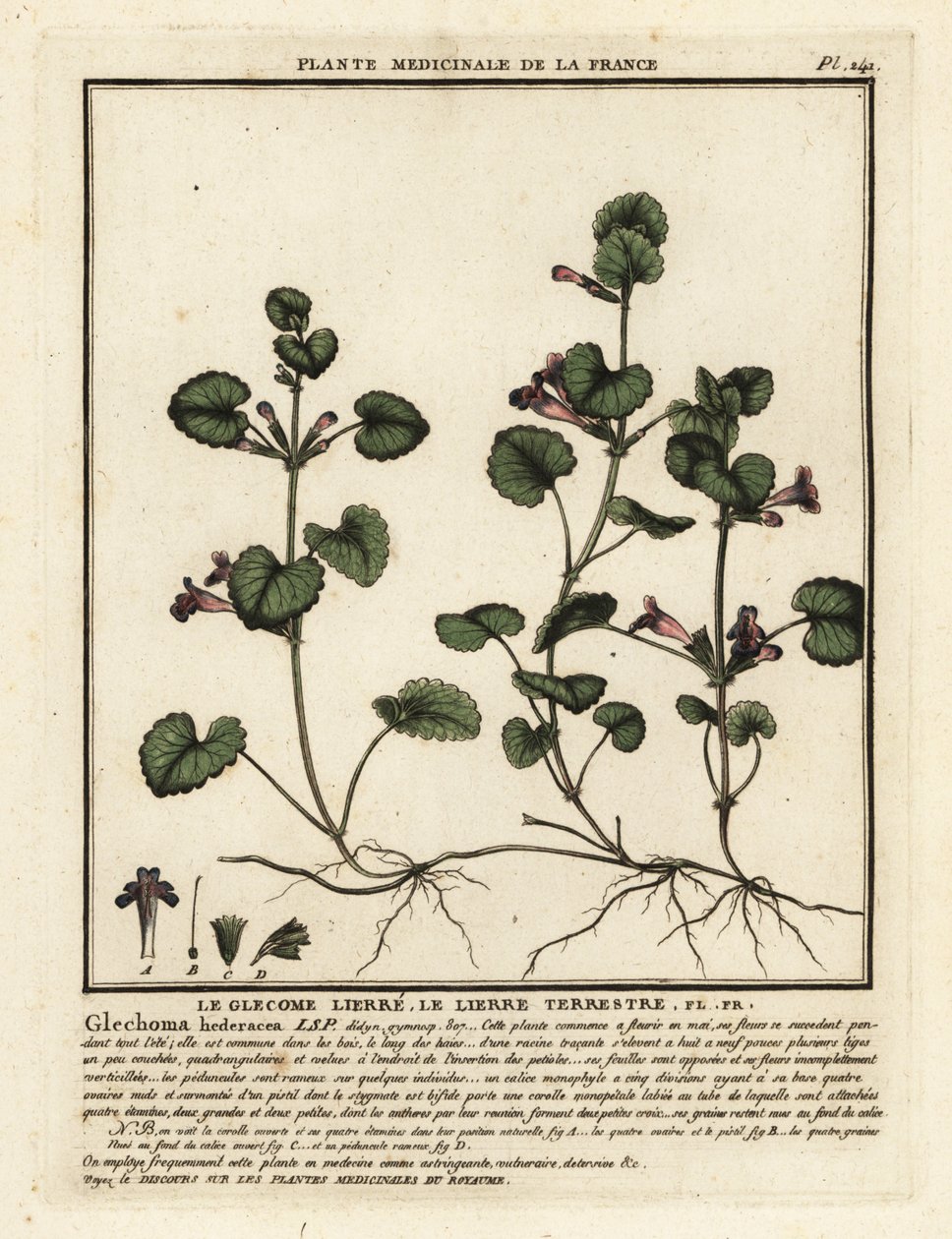 Bluszcz mielony, Glechoma hederacea. autorstwa Unbekannter Künstler