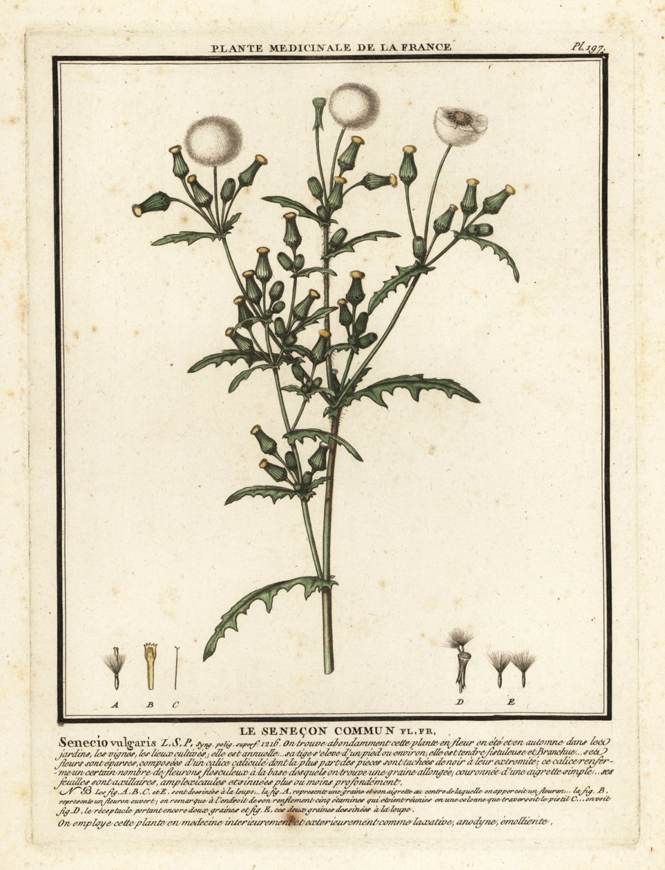 Groundsel, Senecio vulgaris. autorstwa Unbekannter Künstler
