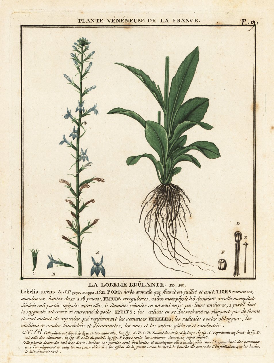 Lobelia Heath, Lobelia urens. autorstwa Unbekannter Künstler
