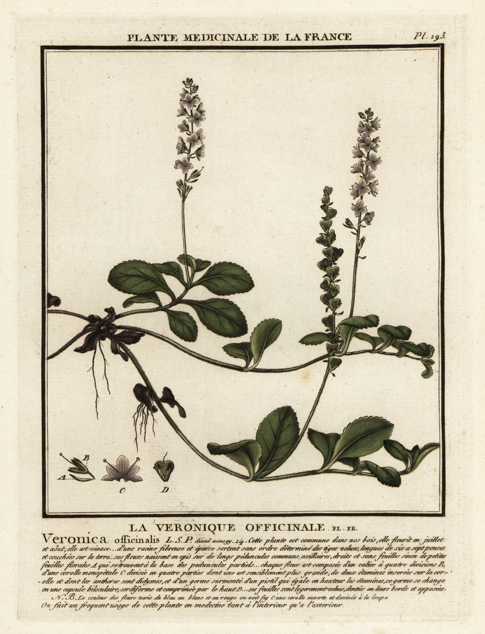 Heath przetacznik, Veronica officinalis. autorstwa Unbekannter Künstler