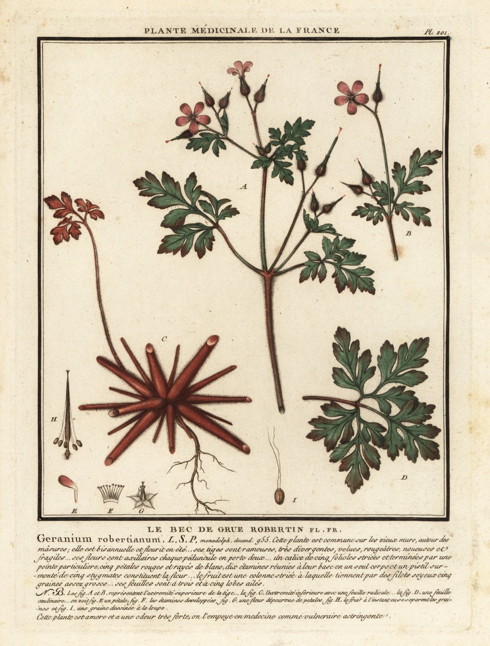 Herb-Robert, Geranium robertianum. autorstwa Unbekannter Künstler