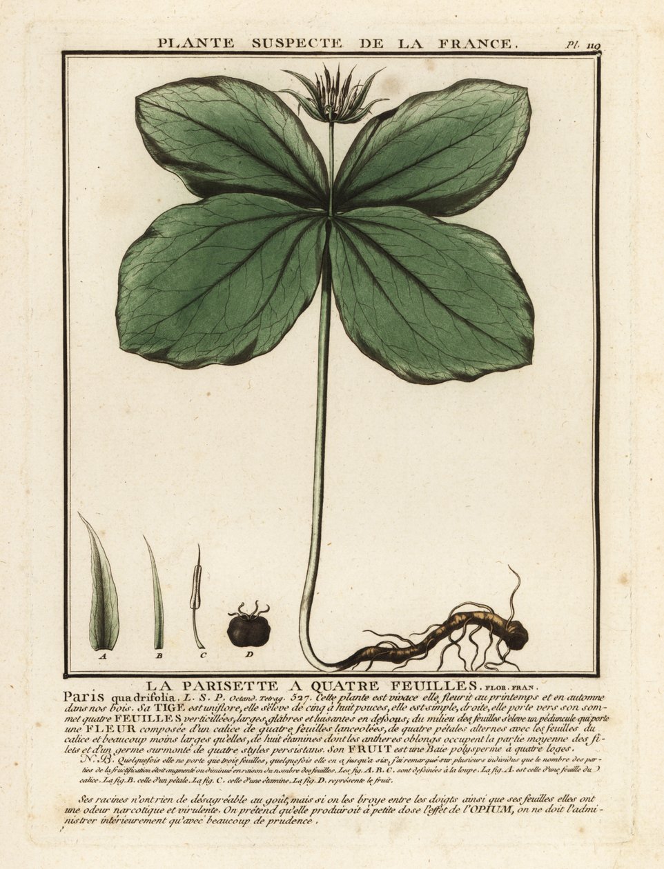 Herb-paris, kwadryfolia paryska. autorstwa Unbekannter Künstler