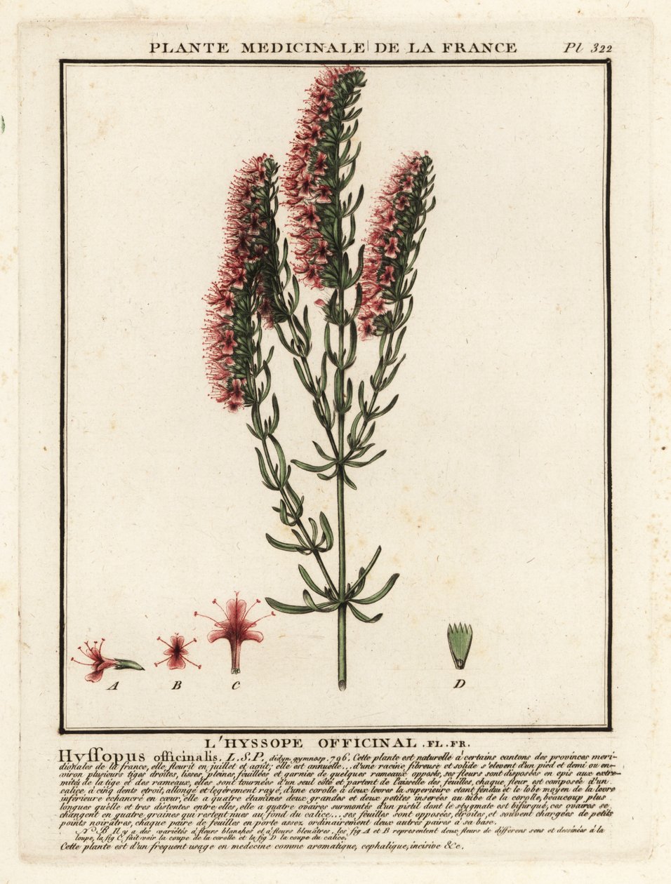 Hyzop, Hyssopus officinalis. autorstwa Unbekannter Künstler