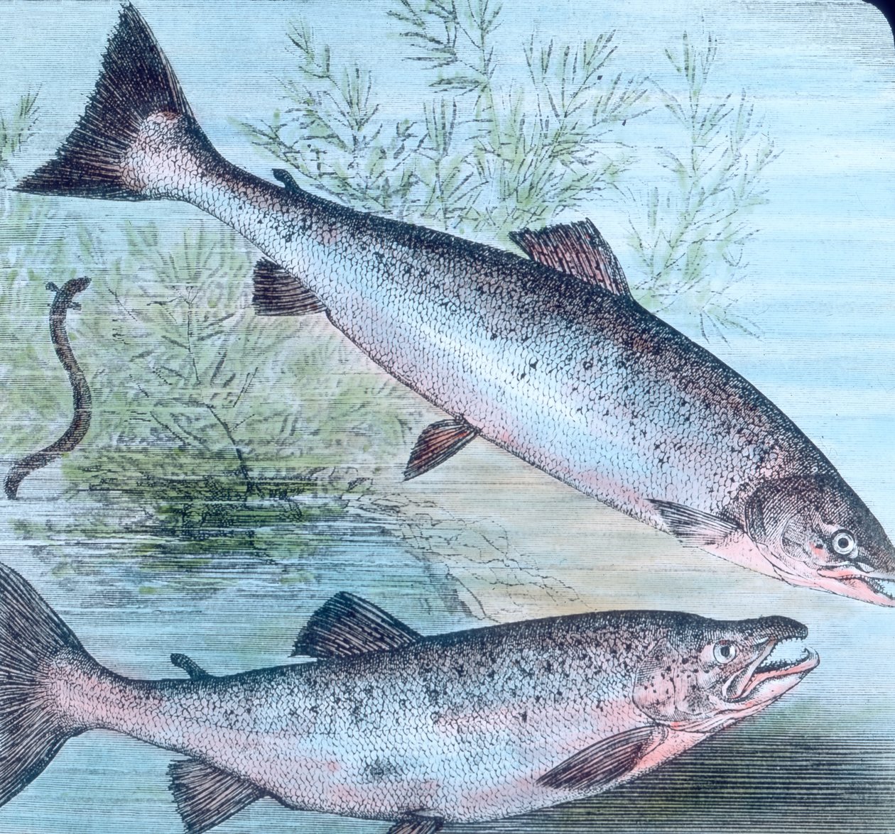 Ilustracja łososia i pstrąga łososiowego autorstwa Unbekannter Künstler