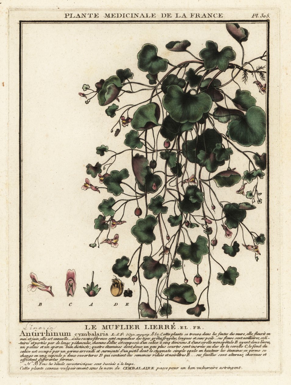 Ropucha bluszczolistna, Cymbalaria muralis. autorstwa Unbekannter Künstler