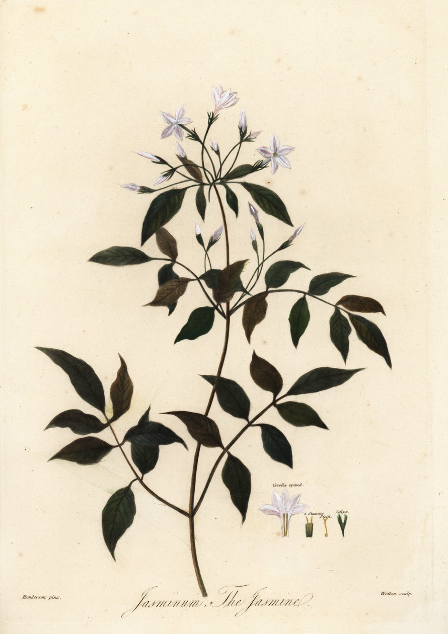 Jaśmin, Jasminum officinale. 1805 (grawerowanie) autorstwa Unbekannter Künstler