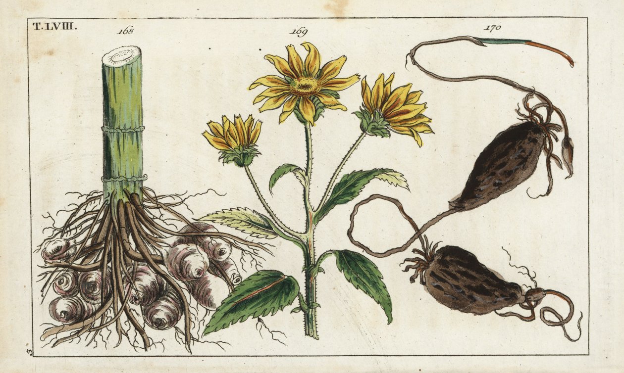 Topinambur (karczoch jerozolimski), korzeń Helianthus tuberosus autorstwa Unbekannter Künstler