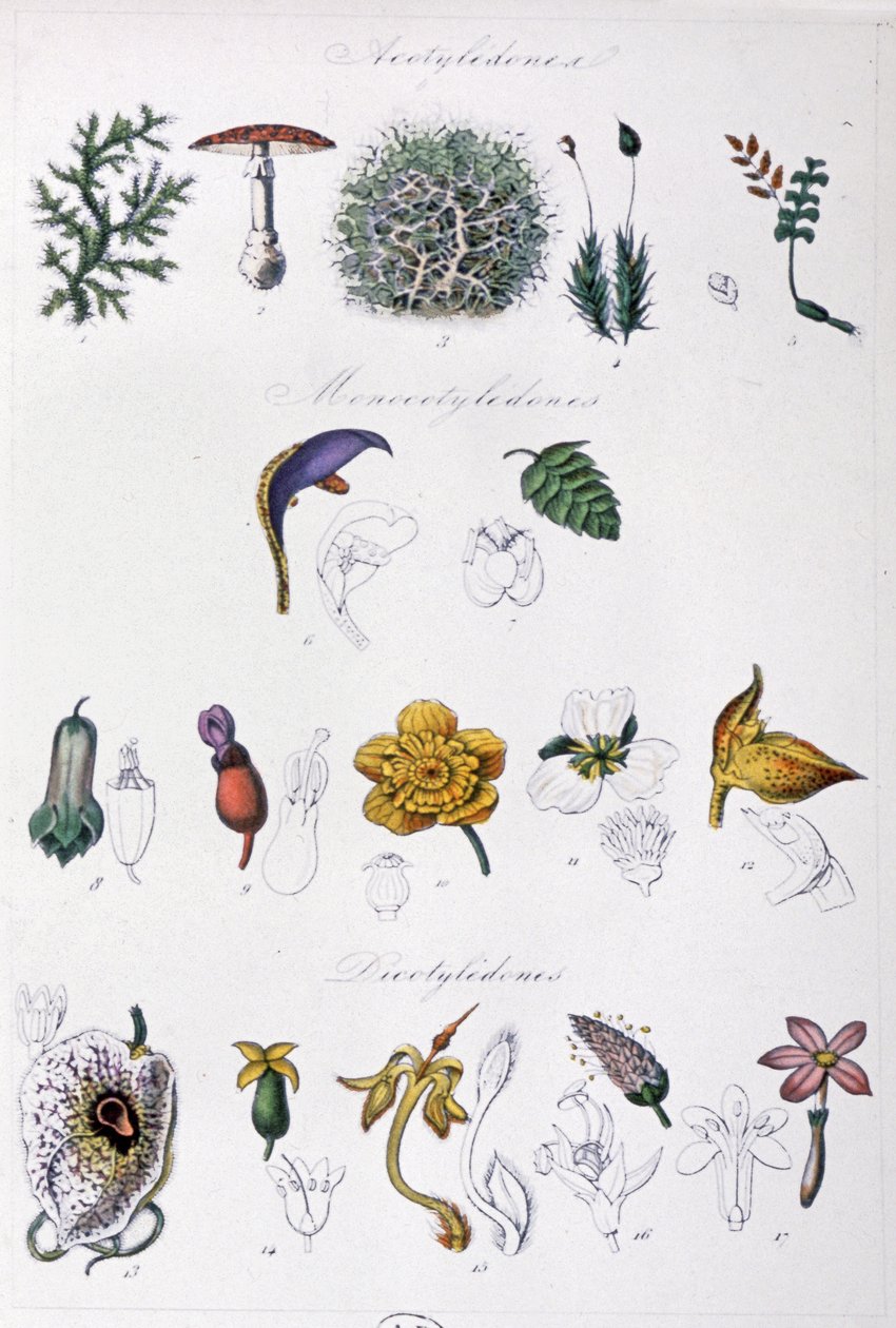Metoda Jussieu, ok. 1850 r. (rycina) autorstwa Unbekannter Künstler