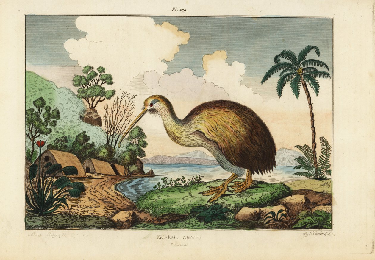 Ptak kiwi, Apteryx australis autorstwa Unbekannt
