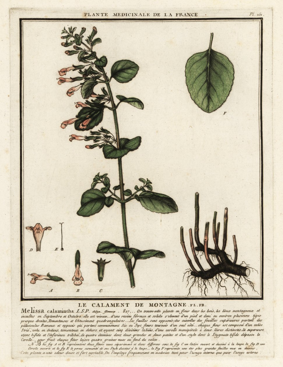 Kalamin pospolity, Clinopodium nepeta. autorstwa Unbekannter Künstler