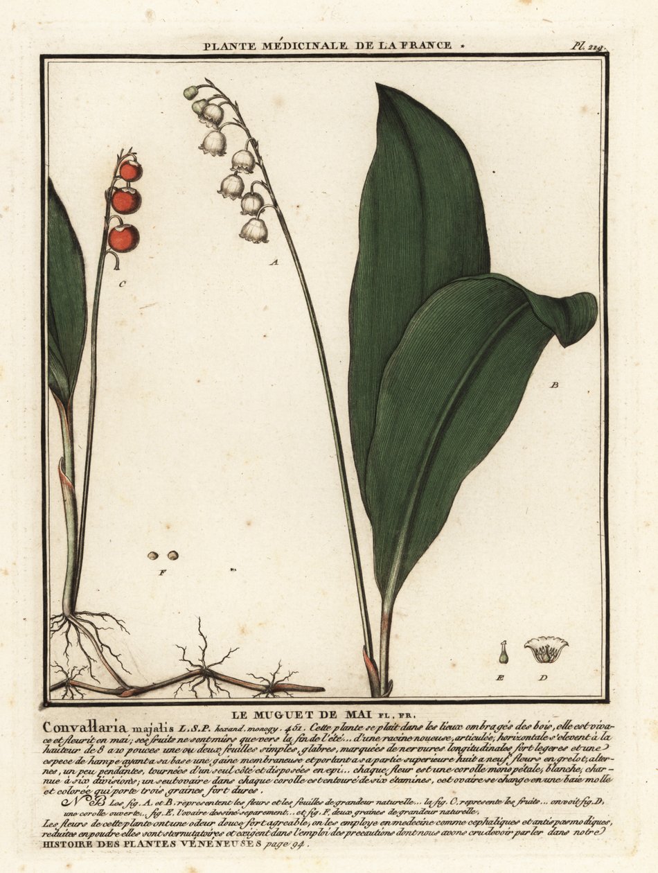 Konwalia, Convallaria Majalis. autorstwa Unbekannter Künstler