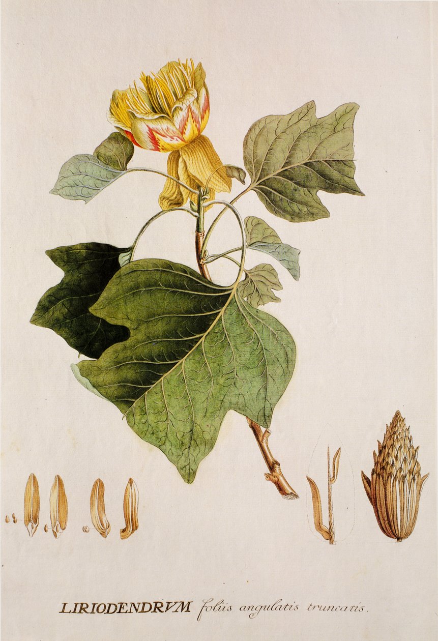 Liriodendron tulipifera / Tulipier / Tulipanowiec autorstwa Unbekannt