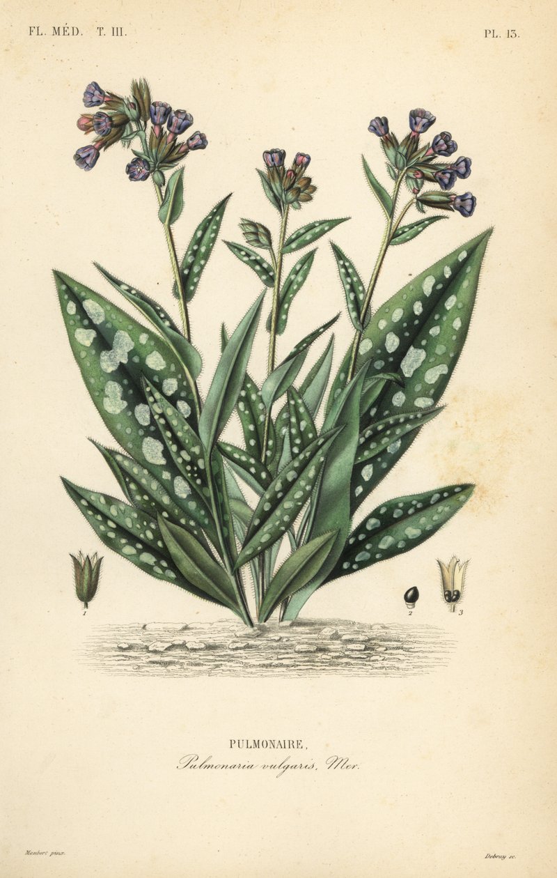 Lungwort, Pulmonaria officinalis, Pulmonaria vulgaris, Pulmonaire autorstwa Unbekannt