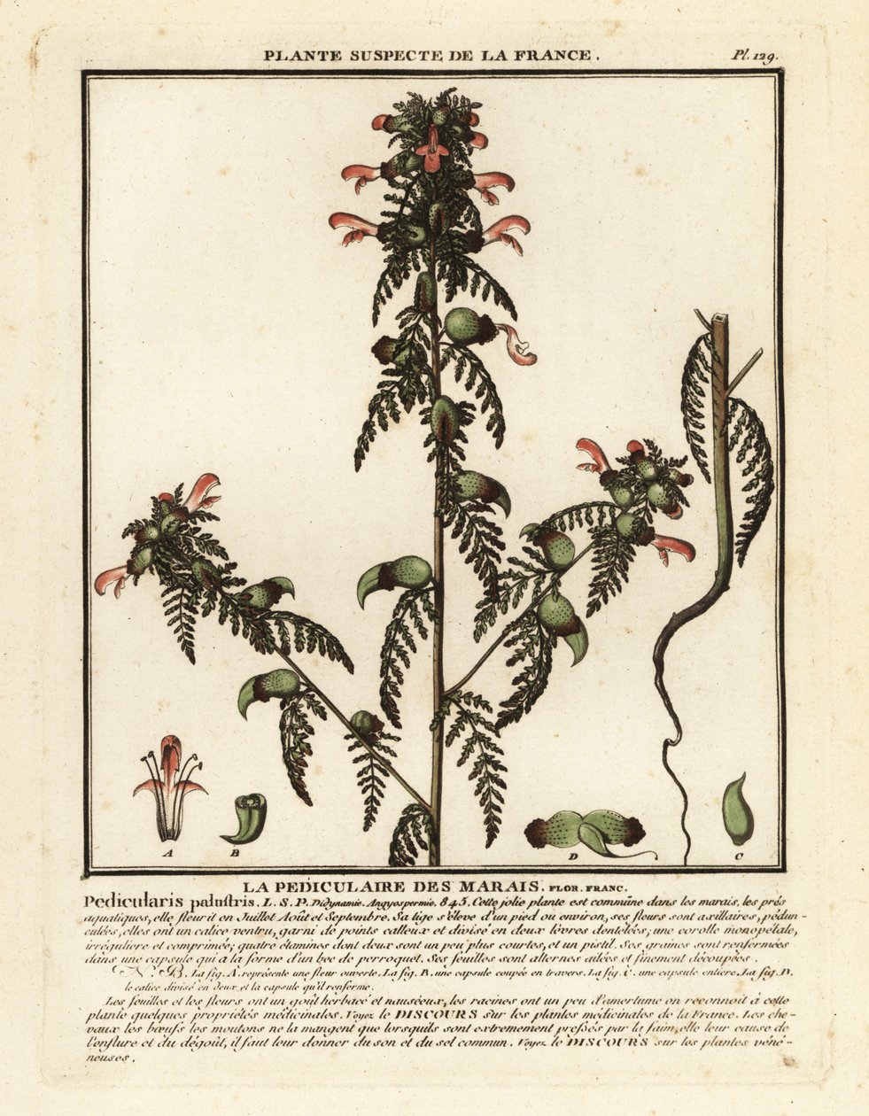 Wsza bagienna, Pedicularis palustris. autorstwa Unbekannter Künstler