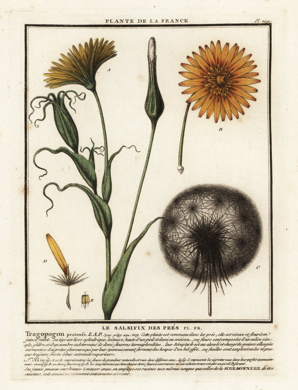 Salsefia łąkowa, Tragopogon pratensis. autorstwa Unbekannter Künstler