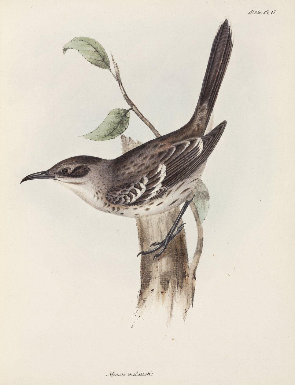Przedrzeźniacz, Wyspy Galapagos, ok. 1832-1836 autorstwa Unbekannter Künstler