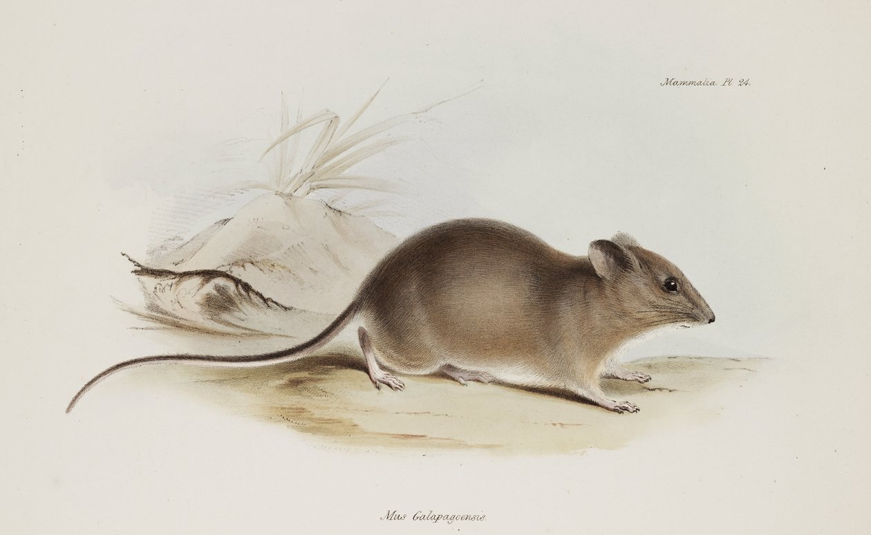 Mysz, Wyspy Galapagos, ok. 1832-1836 autorstwa Unbekannter Künstler