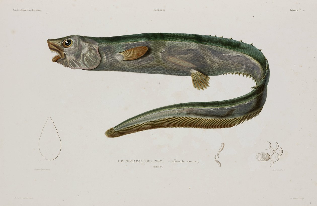 Natacanthus nasus, Islandia, początek XIX wieku autorstwa Unbekannter Künstler
