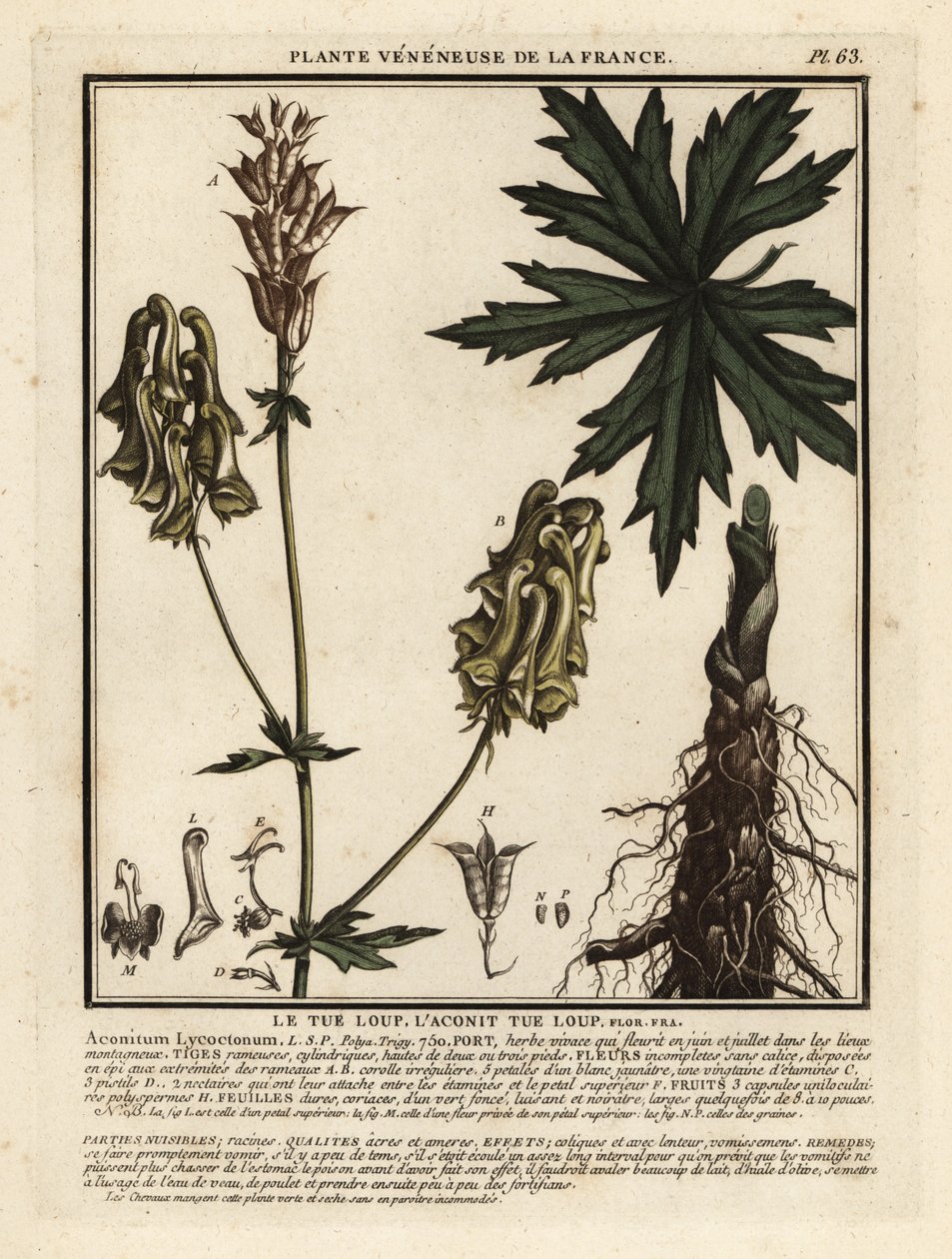 Zmora północna, Aconitum lycoctonum. autorstwa Unbekannter Künstler
