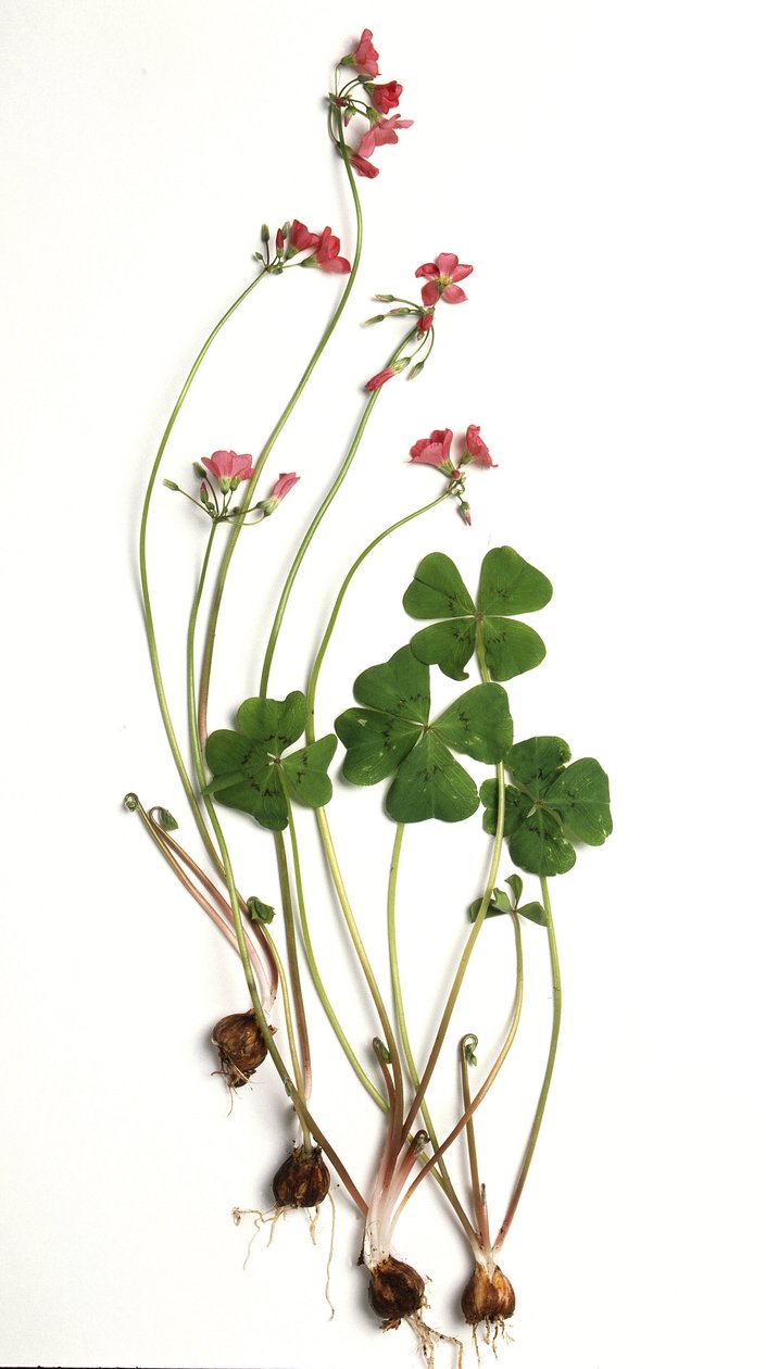Oxalis tetraphylla/Oxalis deppei/Oxalid z Deppe autorstwa Unbekannt