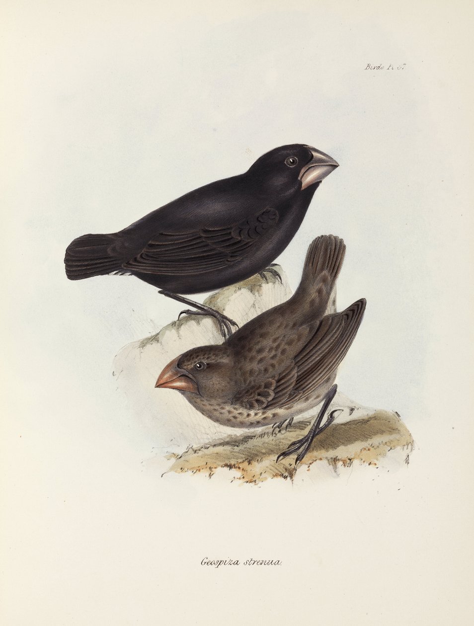 Para zięb, Wyspy Galapagos, ok. 1832-1836 autorstwa Unbekannt