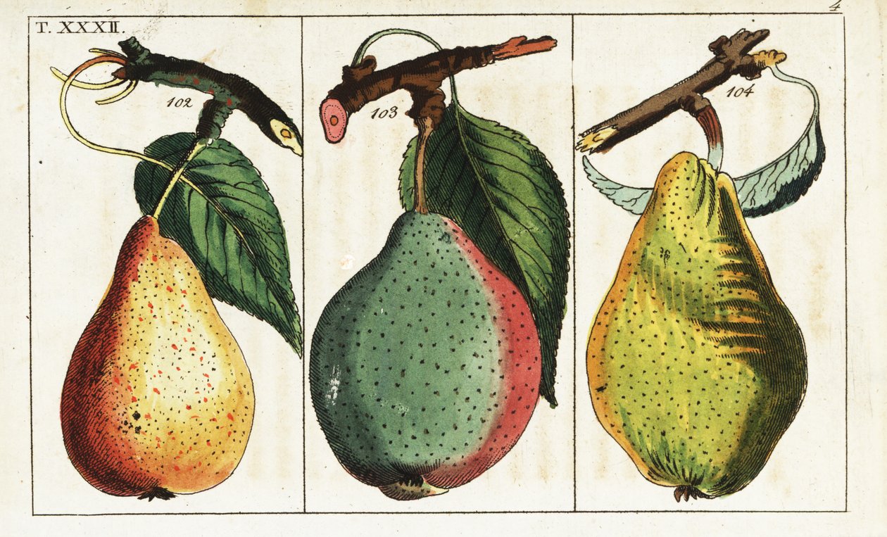 Odmiany gruszek, Pyrus communis. autorstwa Unbekannter Künstler