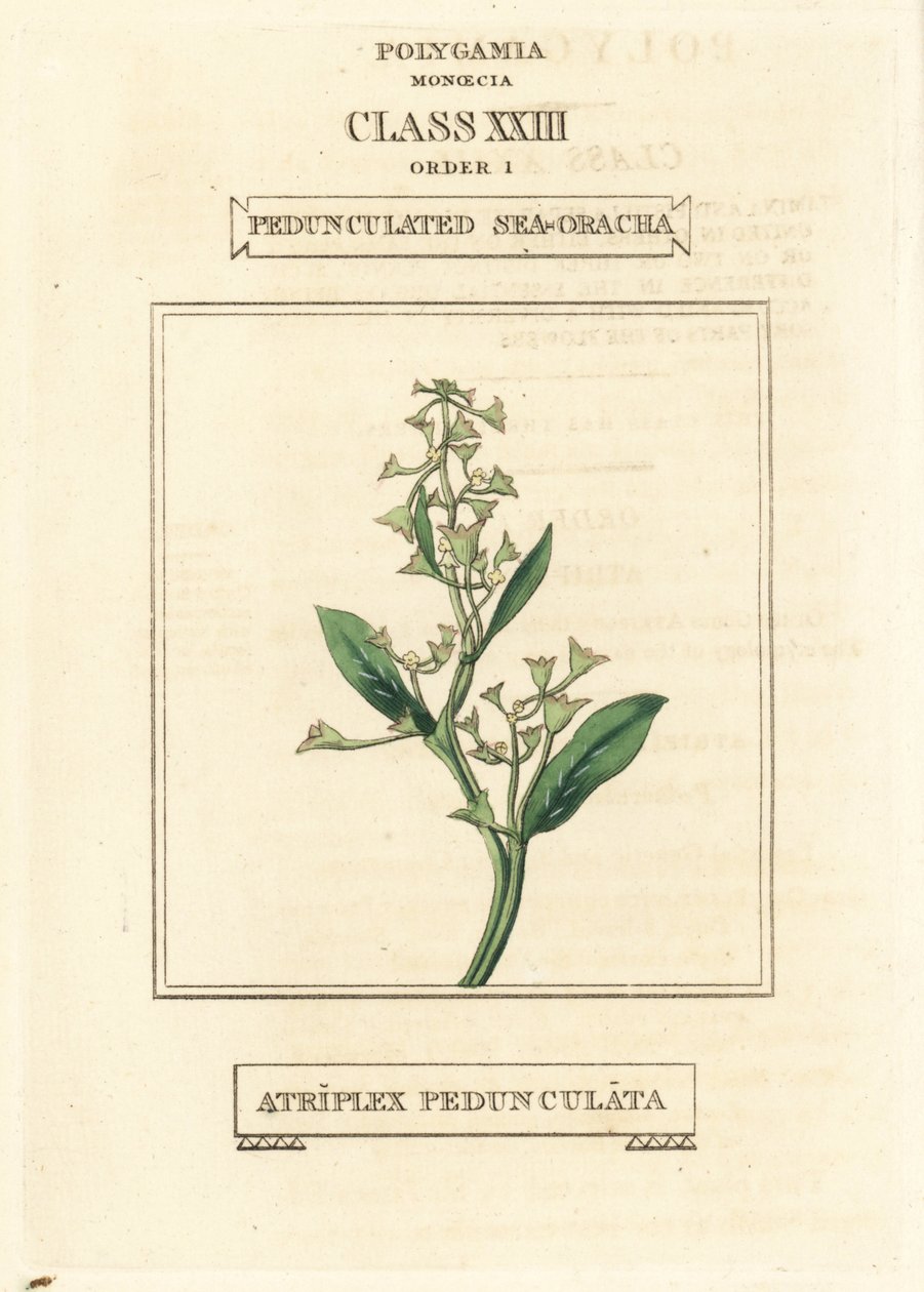 Portulaka pospolita, Atriplex pedunculata. Ręcznie kolorowany miedzioryt według ilustracji Richarda Duppy z jego The Clours and Orders of the Linnaean System of Botany, Longman, Hurst, London. autorstwa Unbekannter Künstler