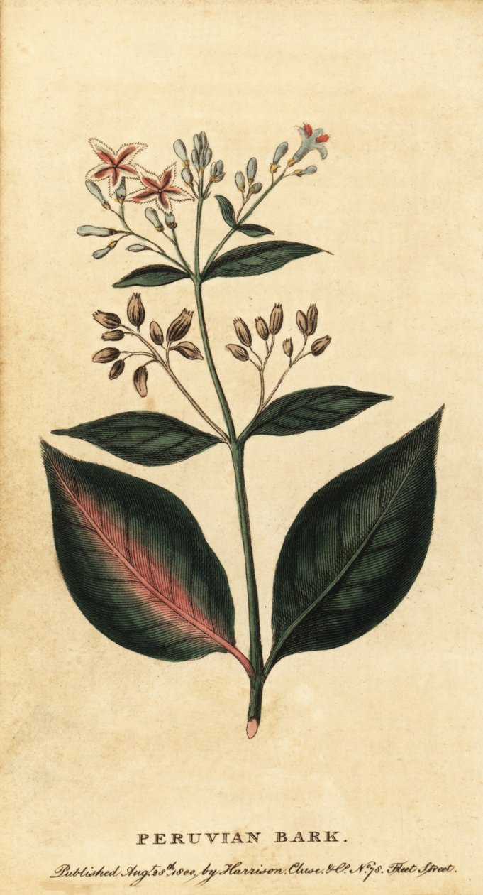 Kora peruwiańska , Cinchona officinalis., 1800 (grawerowanie) autorstwa Unbekannter Künstler