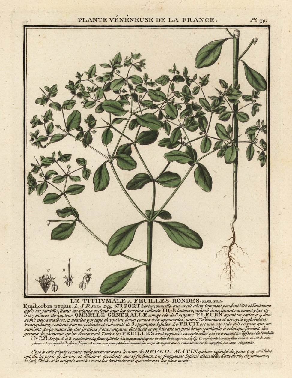 Wilczomlecz drobny, Euphorbia peplus. autorstwa Unbekannter Künstler