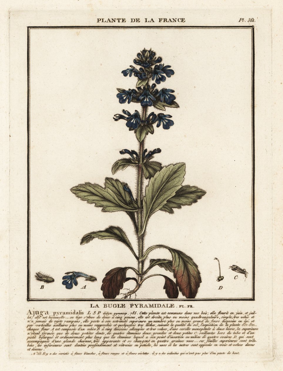 Trąbka piramidalna, Ajuga pyramidalis. autorstwa Unbekannter Künstler