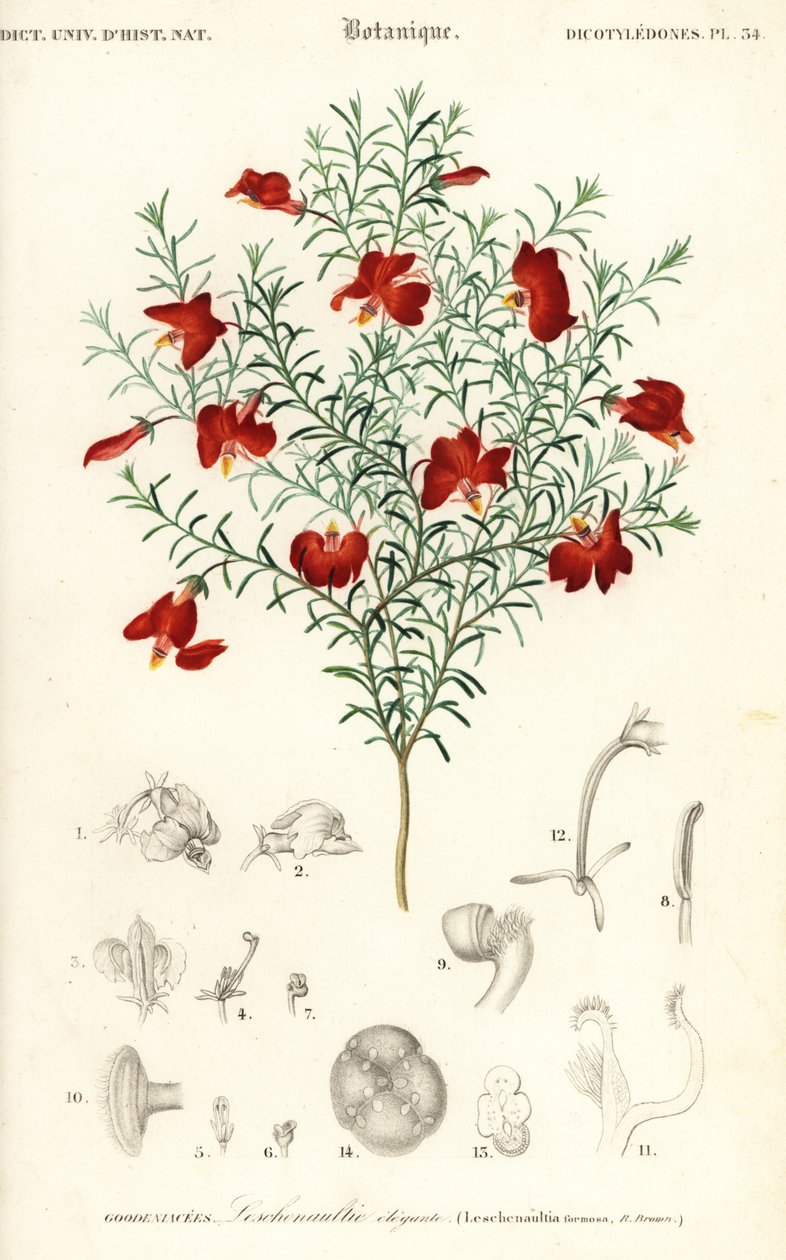 Czerwona leschenaultia, Leschenaultia formosa.,1849 (grawerowanie) autorstwa Unbekannter Künstler