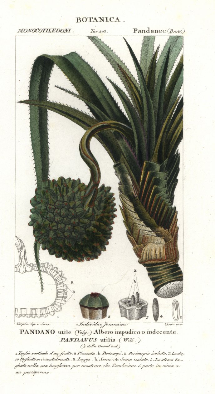 Sosna wejmutka, Pandanus utilis autorstwa Unbekannter Künstler