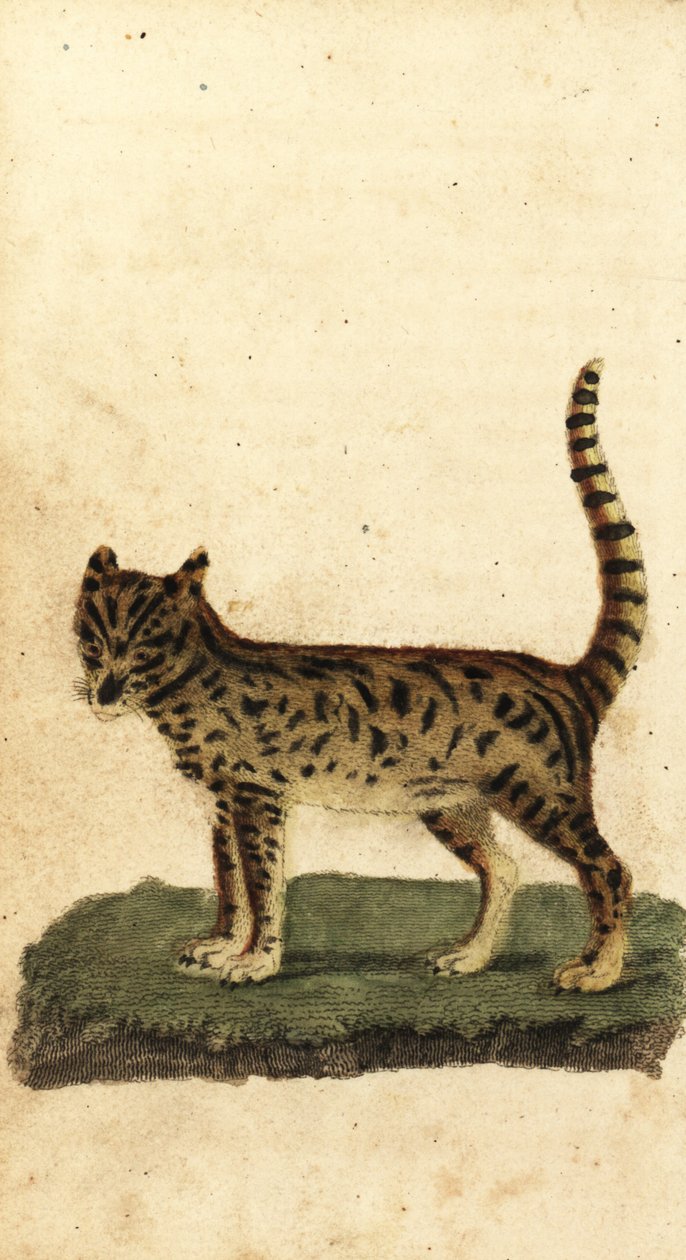 Serval, Leptailurus serval., 1800 (grawerowanie) autorstwa Unbekannter Künstler