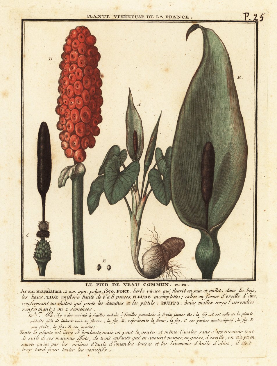 Wężowaty, Arum maculatum. autorstwa Unbekannter Künstler