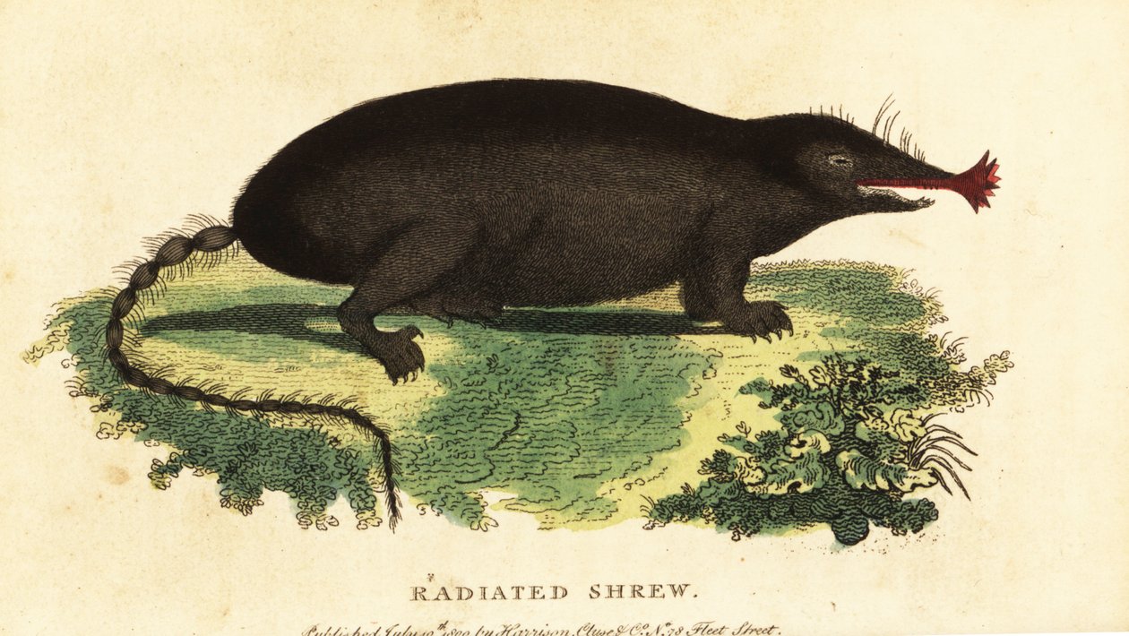 Kret gwiaździsty, Condylura cristata., 1800 (rycina) autorstwa Unbekannter Künstler