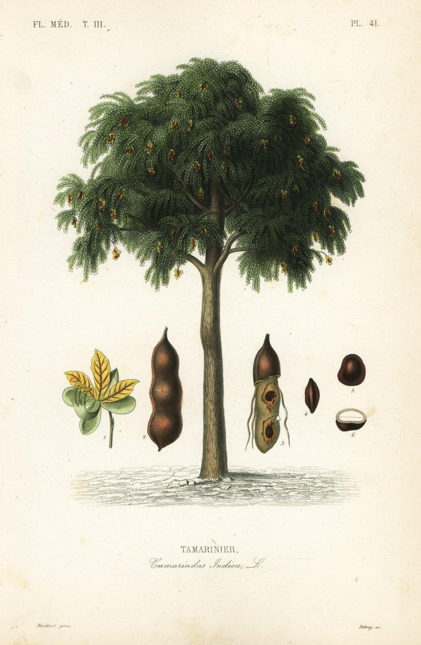 Drzewo tamaryndowca, Tamarindus indica, Tamarinier autorstwa Unbekannt