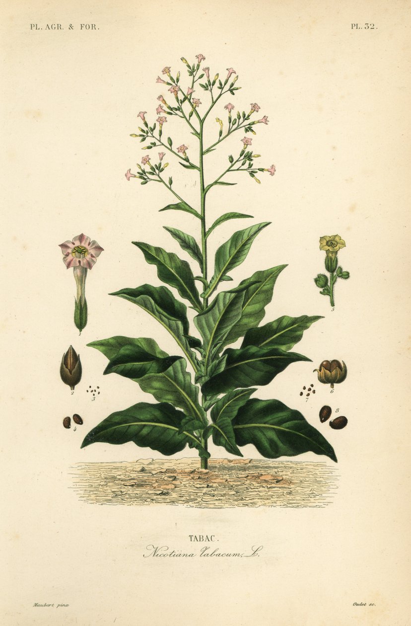 Tytoń, Nicotiana tabacum, Tabac autorstwa Unbekannt