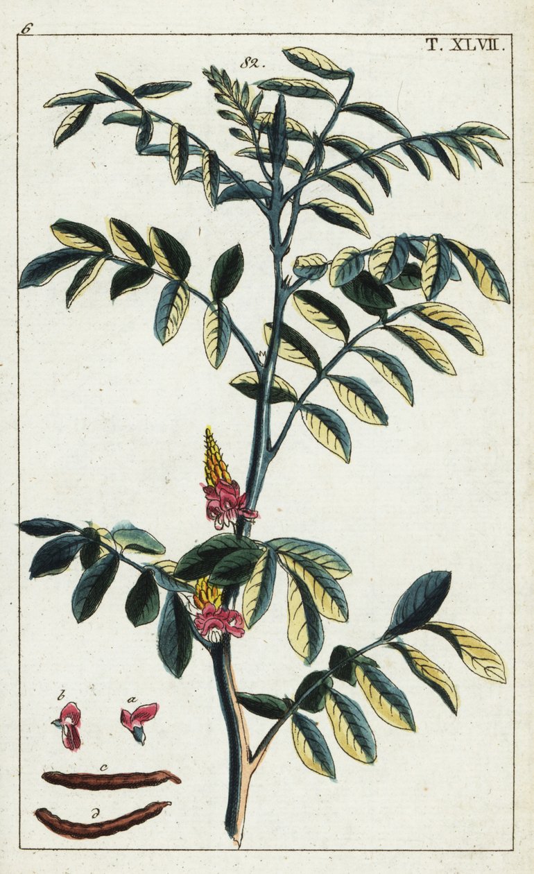 Prawdziwe indygo, Indigofera tinctoria. autorstwa Unbekannter Künstler