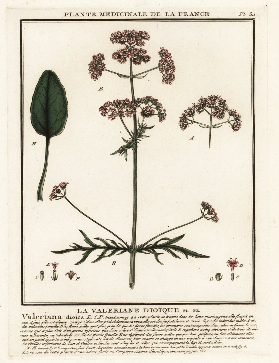 Waleriana, Valeriana dioica. autorstwa Unbekannter Künstler