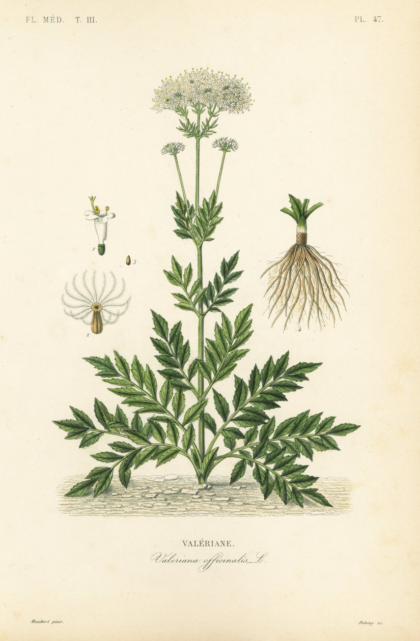 Valerian, Valerian officinalis, Valerian autorstwa Unbekannt