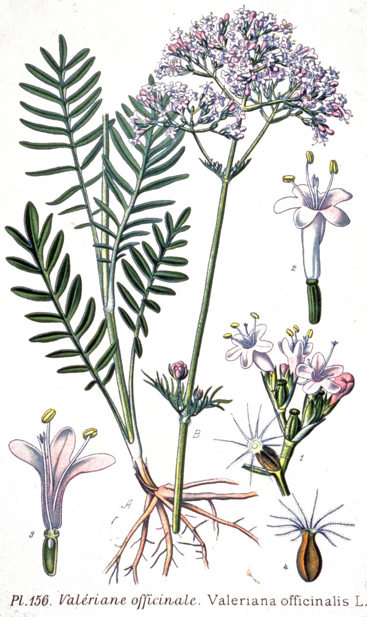 Waleriana lekarska, ok. 1880-1900 (rycina) autorstwa Unbekannter Künstler