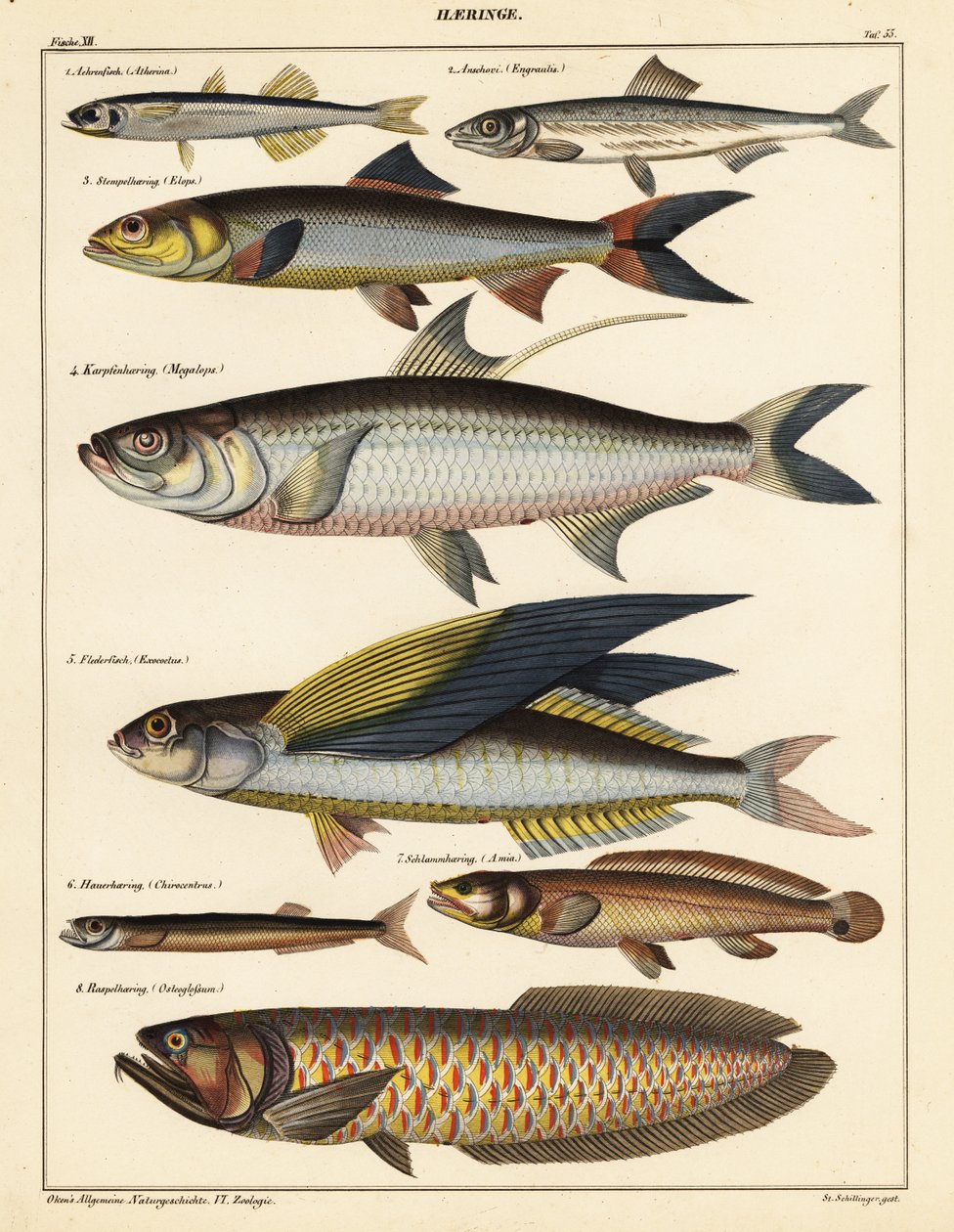 Odmiany ryb.,1841 (litografia) autorstwa Unbekannter Künstler