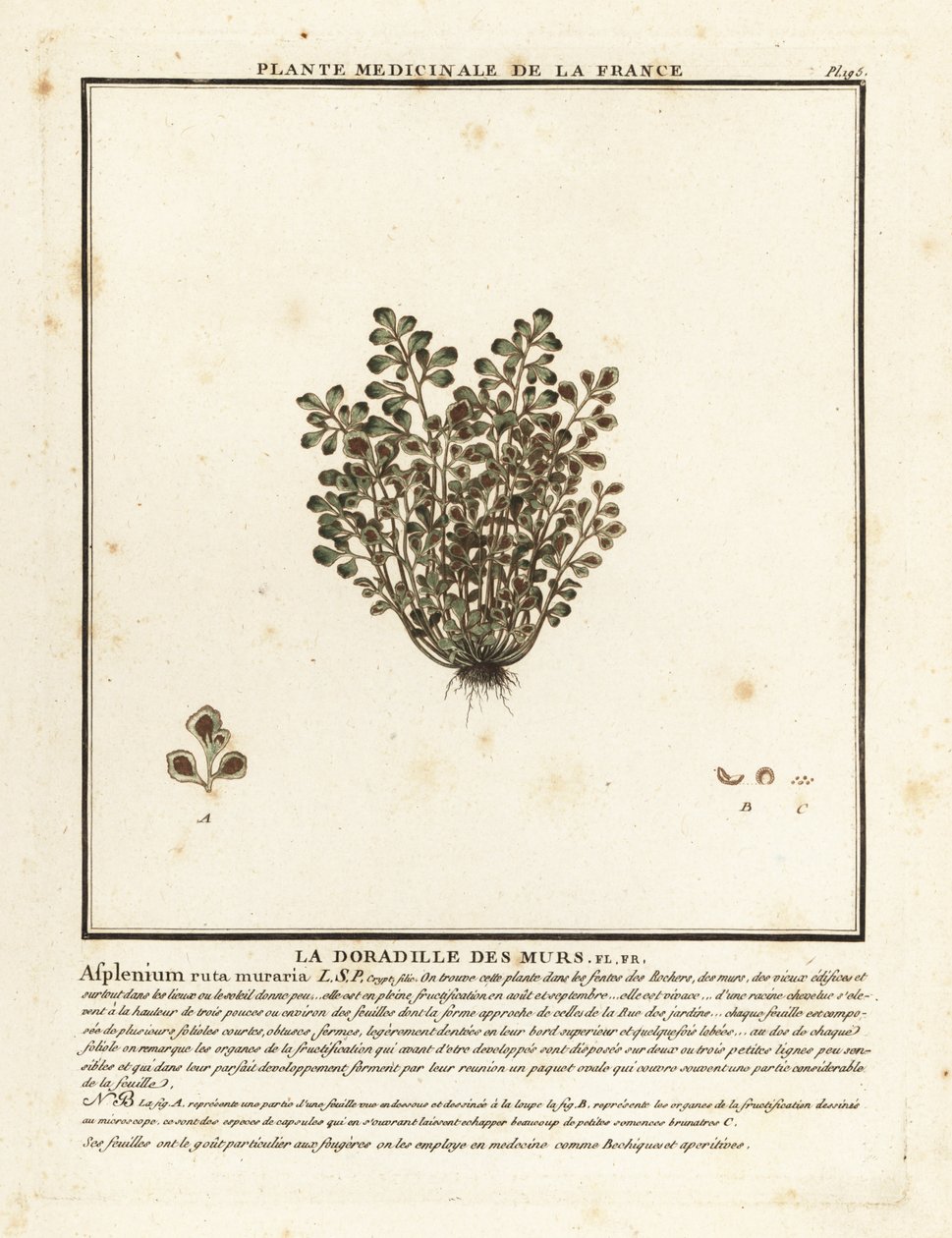 Wall-rue, Asplenium ruta-maria. autorstwa Unbekannter Künstler