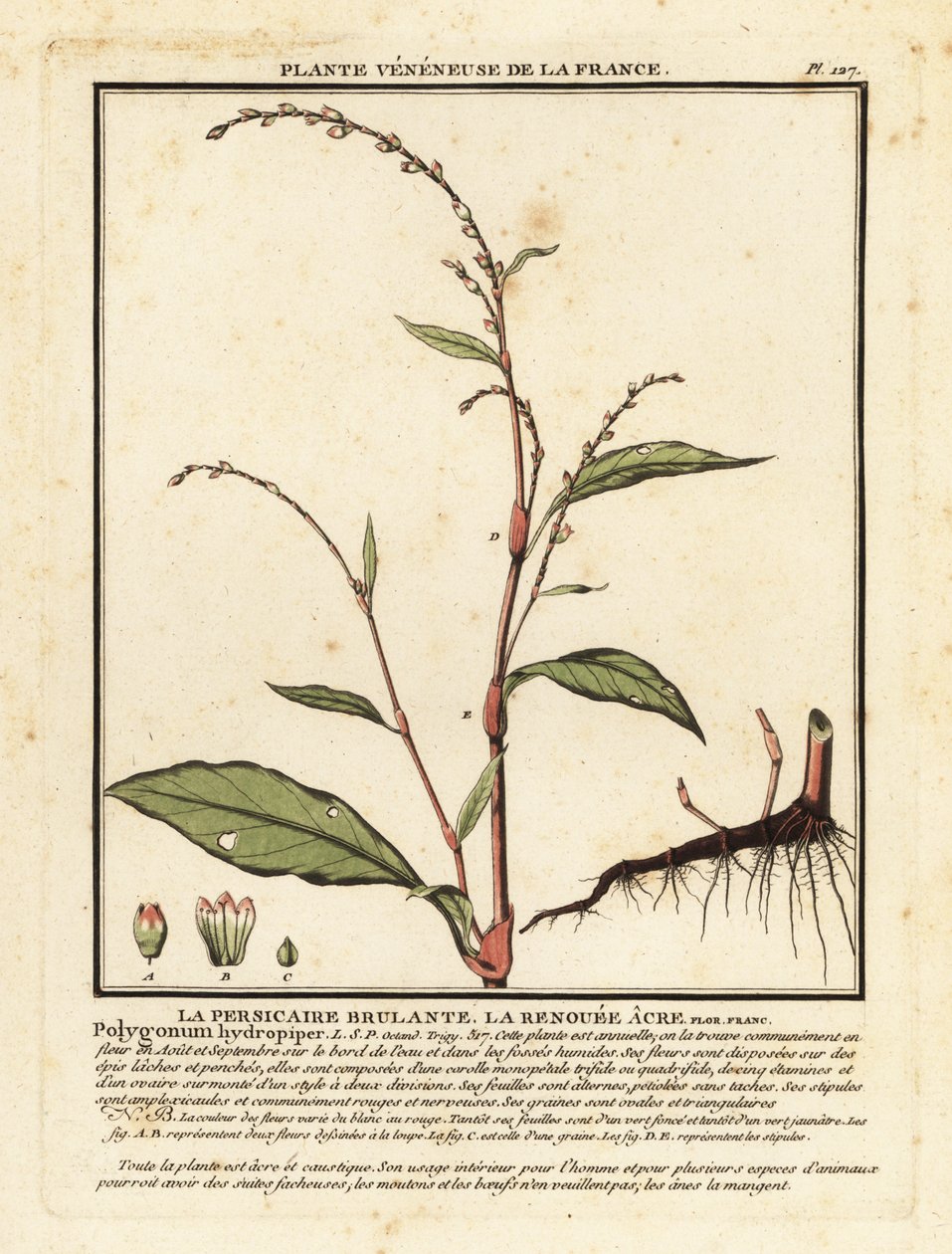 Papryka wodna, hydropiper Persicaria. autorstwa Unbekannter Künstler