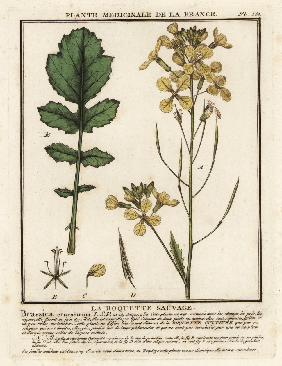 Rakieta rzeżucha wodna, Erucastrum nasturtiifolium. autorstwa Unbekannter Künstler
