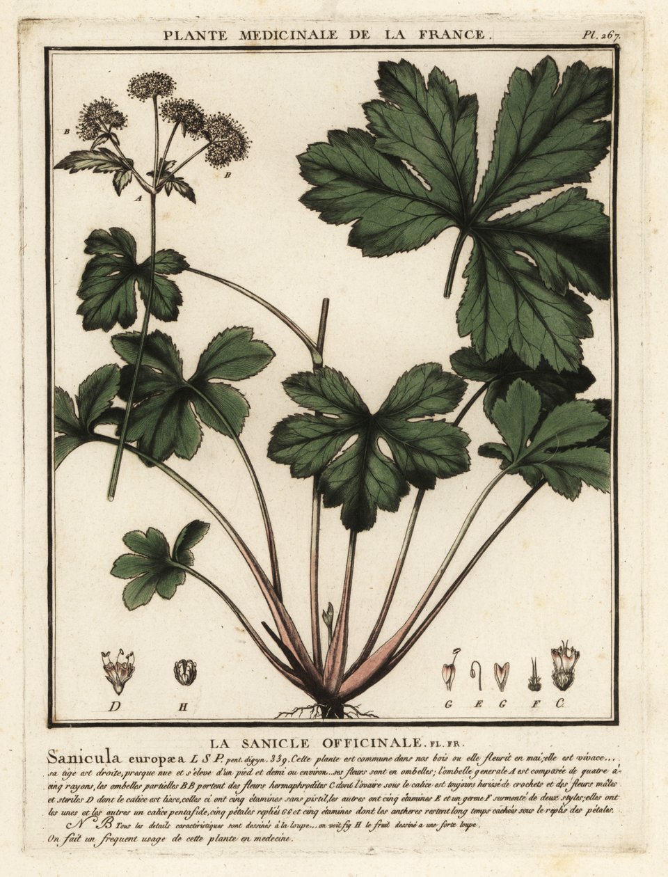 Sanicula drewna, Sanicula europaea. autorstwa Unbekannter Künstler